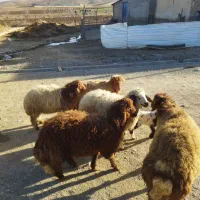 سه بره نر و دو بره ماده