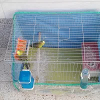 فروش دوعدد مرغ عشق فوری