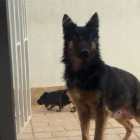 واگذاری ژرمن به شرطعقیم سازی