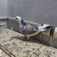 کبوتر .کفتر