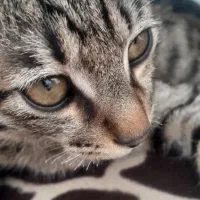 گربه ای ک ۱۲انگشت دست و۸ انگشت پاداره