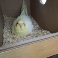 طوطی مولد عروس هلندی لوتینو|پرنده|تبریز, |دیوار