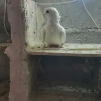 سینه فر ماده معاوضه بانرمثل خودش