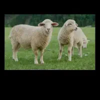 بره معاوضه با..