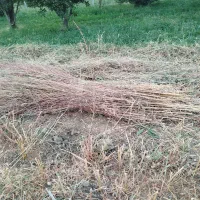 جارو|لوازم نظافت|نهاوند, |دیوار