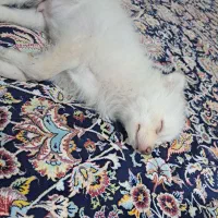 سگ پامر|سگ|سیرجان, |دیوار