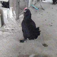 خروس مرغ برهما|حیوانات مزرعه|جوادآباد, |دیوار