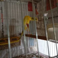 قناری جیبکس و مرغ عشق هلندی|پرنده|مشگین شهر, |دیوار