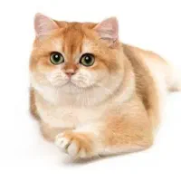 گربه بریتیش رنگ طلایی خالص