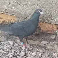کبوتر