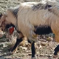 چپش نر|حیوانات مزرعه|دورود, |دیوار