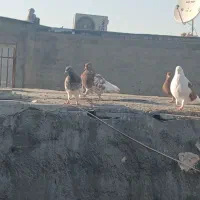 کله سرخ