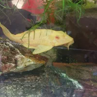 کت فیش سلفین چشم قرمز