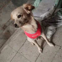 سگ نژاد رتریور