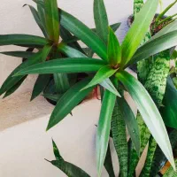 فیلندندرون|حراج|سرپل ذهاب, |دیوار