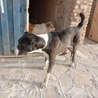 سگ فروشی. سن یکسال نیم هست|سگ|زیرکوه, |دیوار