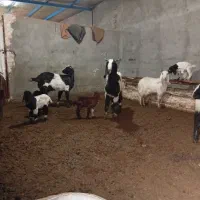 بز و بزغاله|حیوانات مزرعه|تربت‌حیدریه, بالا ولایت|دیوار