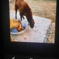 بز،نر سر حال