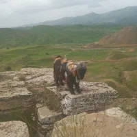 دوتا بهده سالاری نجدی و گوش خلج