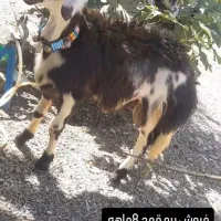 بره قوچی پلنگی