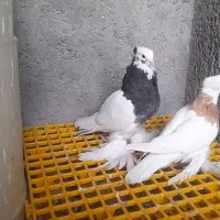 کبوتر.طوقی.بخارای.دوکت