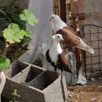 فروش کبوتر کربلایی کله سفید|پرنده|انبارآلوم, |دیوار