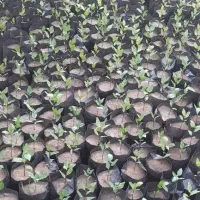 نهال پسته ۲ ماه