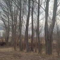 خرید قلمه سوید میوه