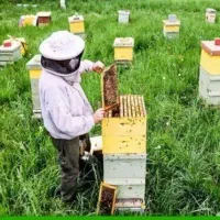 فروش کندوی زنبورعسل شبستر