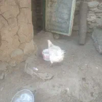 بوقلمون ومرغ|حیوانات مزرعه|بانه, |دیوار