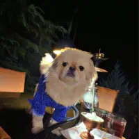 سگ نژاد پیکینز|سگ|سنندج, |دیوار