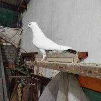 کبوتر