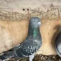 طوقی هفت رنگ لیمویی سبزکاکلی دم سیاه|پرنده|مشهد, ولیعصر (شهرک غرب)|دیوار