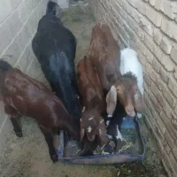 5عدد بز دورگ محلی بفروش میرسد