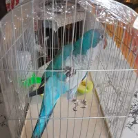 طوطی راهب نر بالغ