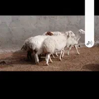 میش آبستن|حیوانات مزرعه|کاشمر, |دیوار