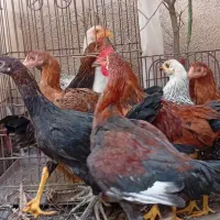 جوجه لاری اصیل و سالم|حیوانات مزرعه|تهران, آذربایجان|دیوار