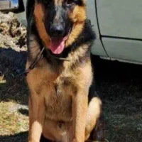 فروش سگ ژرمن