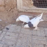 نر طوقی کاکلی|پرنده|درمیان, |دیوار