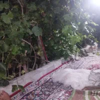 باغچه-پانصد-متر