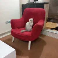 گربه اسکاتیش سیلور ماده