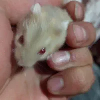 همستر کوچک ۶ تا|موش و خرگوش|تبریز, |دیوار