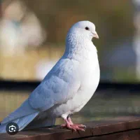 کبوتر گم شده