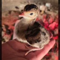 پیش فروش جوجه بوقلمون