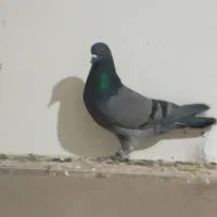 کفتر پرشی|پرنده|شهریار, شهرک مصطفی خمینی|دیوار