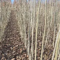 نهال صنوبر 1ساله (سایز درشت)|گل و گیاه طبیعی|میاندوآب, |دیوار