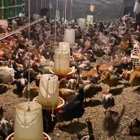 فروش مرغ محلی بومی