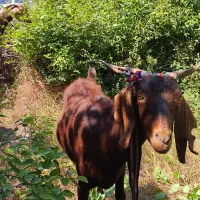 بز دورگ محلی