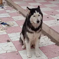 سگ هاسکی «نر» چشم آبی