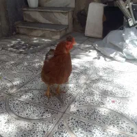 مرغ تخم گذار